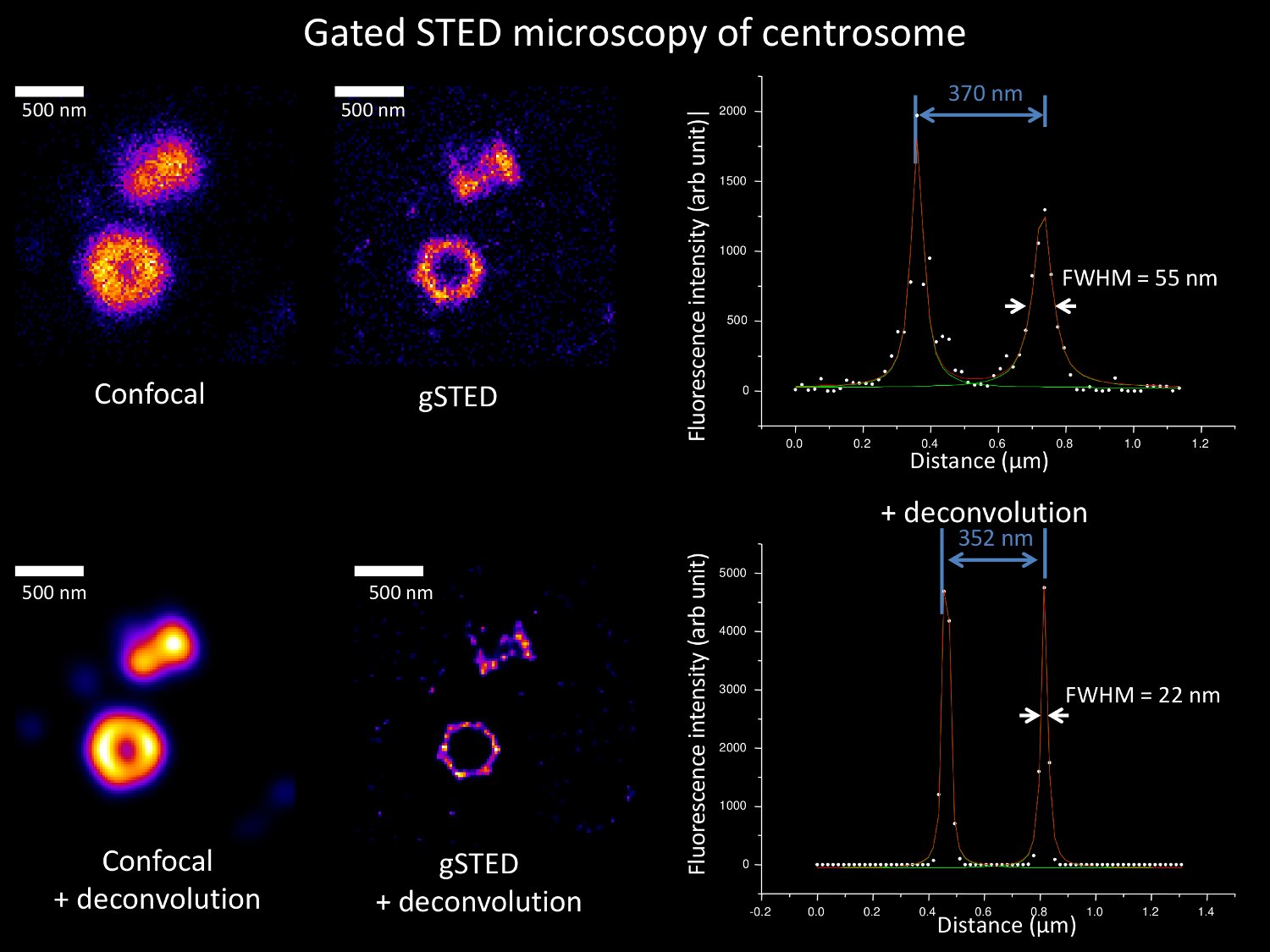 gSTED_deconvolution_Websmaller.jpg