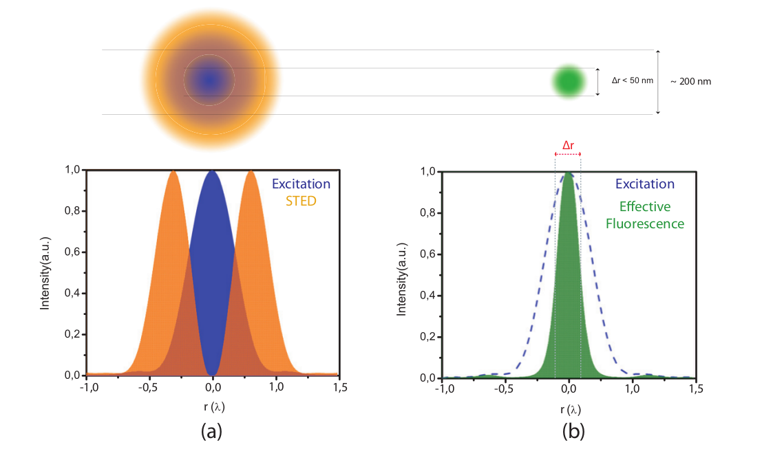 excitation_STED_overlap.png