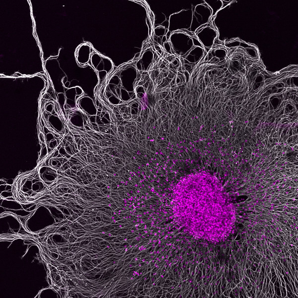 Pawel Pasierbek Image contest 2015 winner