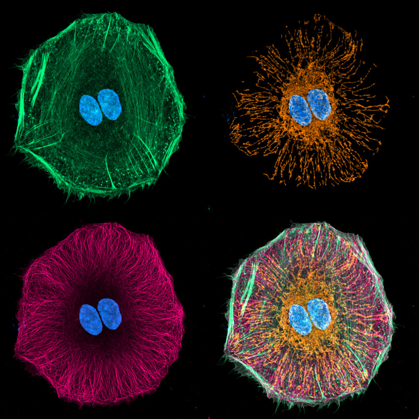 Hela cell stained for DNA (Azure), F-Actin (Spring Green), Mitochondria (Amber) and Tubulin (Bright Pink). Confocal images were taken with a Zeiss LSM710 microscope and deconvolved with Huygens software.