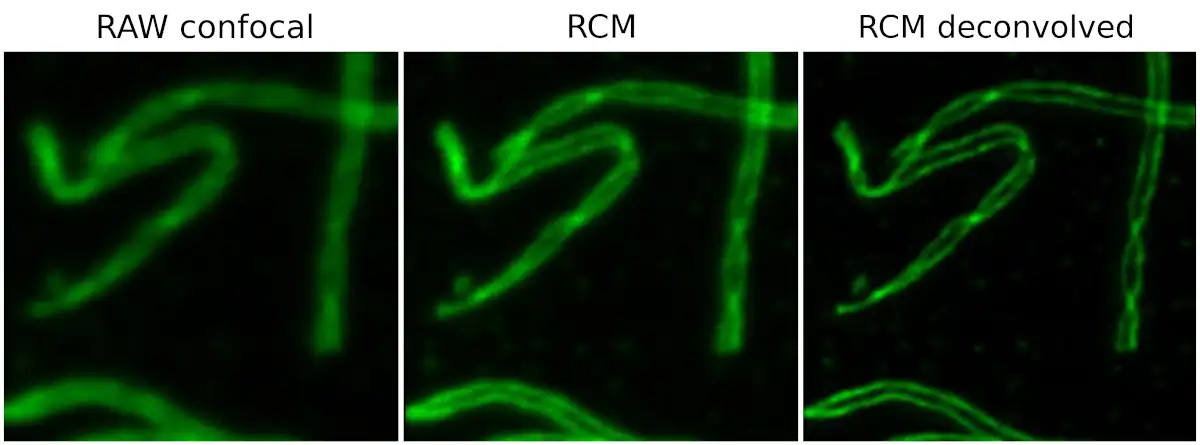 Confocal RCM Decon Meiosis Highres WithText