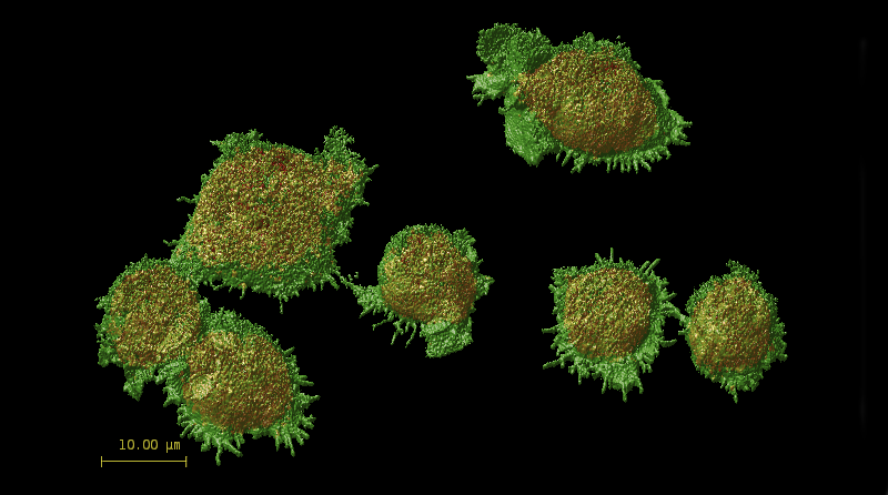 TCELLS2