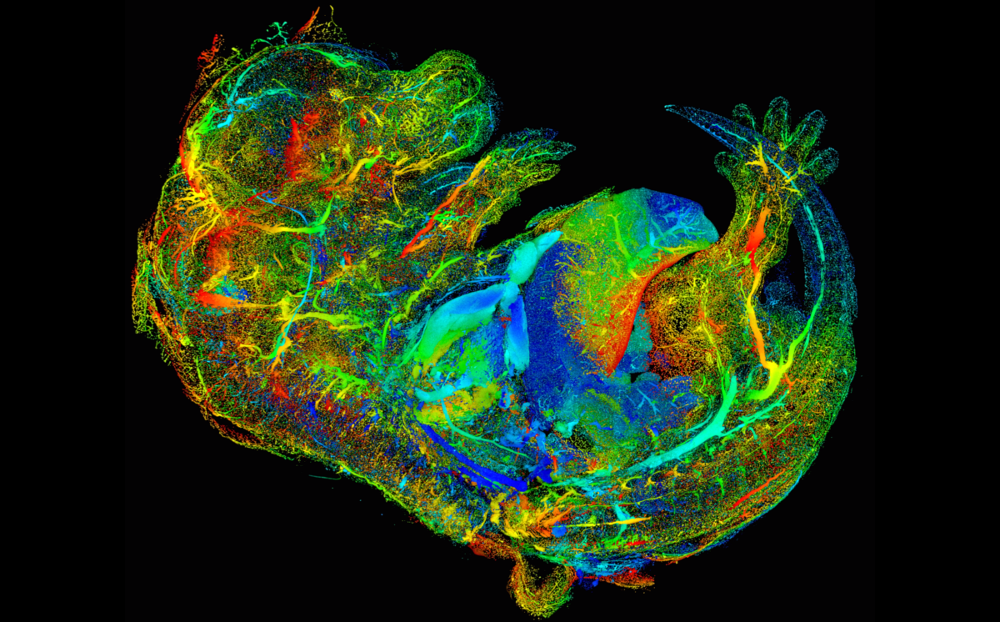 MsEmbryo Developing Vasculature Decon MIP Depth Coded Small