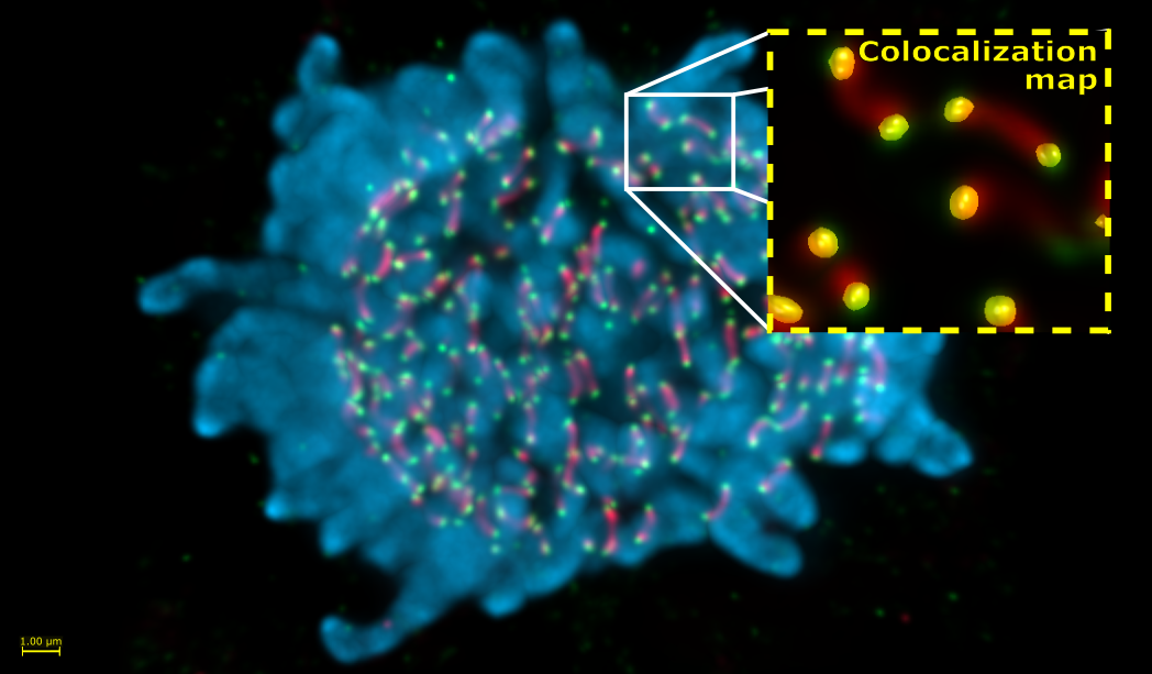 Coloc_Analysis_U2OS