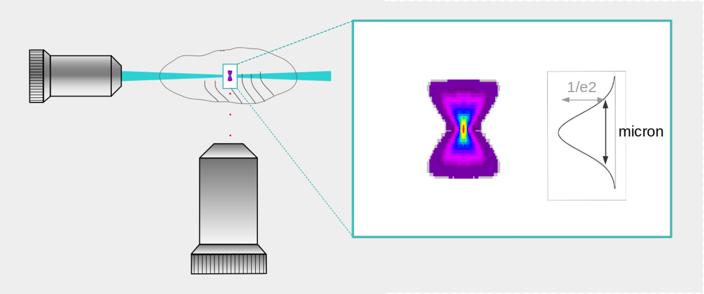 .xdp Gaussian Width