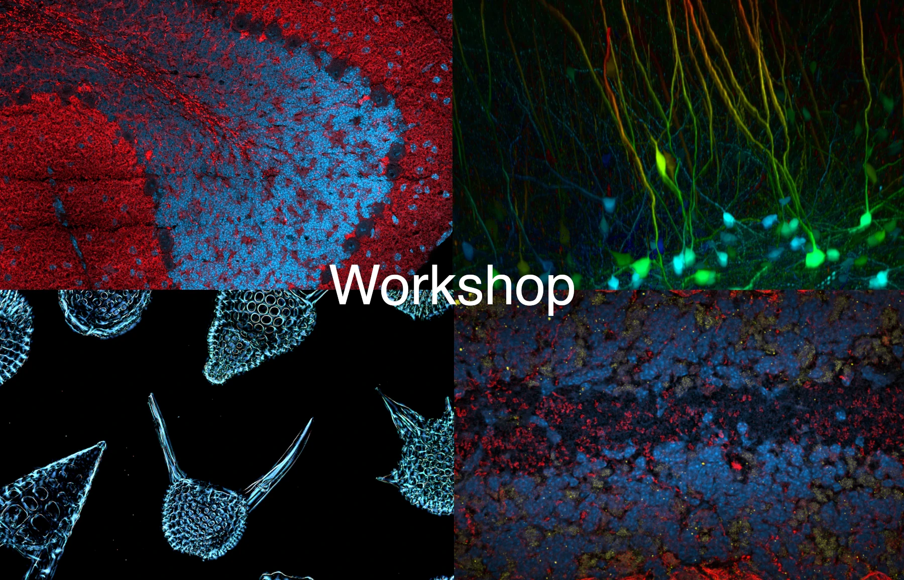 Workshop